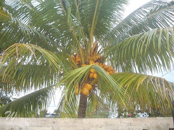 Palm tree @ the White House property