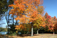 Fall Foliage/Prospect Park, Brooklyn