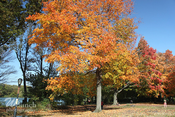 Fall Foliage/Prospect Park, Brooklyn