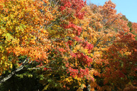 Fall Foliage/Prospect Park, Brooklyn