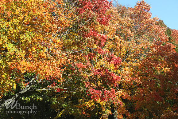 Fall Foliage/Prospect Park, Brooklyn
