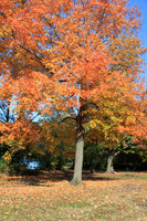 Fall Foliage/Prospect Park, Brooklyn
