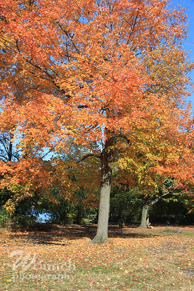 Fall Foliage/Prospect Park, Brooklyn