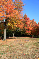 Fall Foliage/Prospect Park, Brooklyn