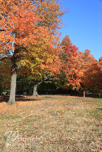 Fall Foliage/Prospect Park, Brooklyn