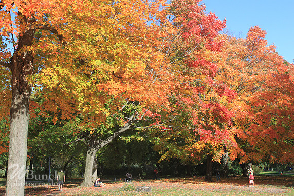 Fall Foliage/Prospect Park, Brooklyn