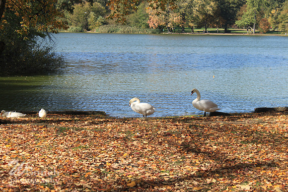 Fall Foliage/Prospect Park, Brooklyn