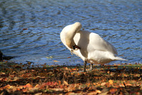 Fall Foliage/Prospect Park, Brooklyn