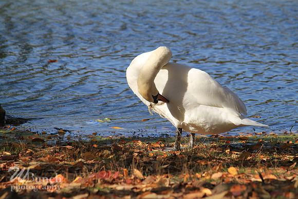 Fall Foliage/Prospect Park, Brooklyn