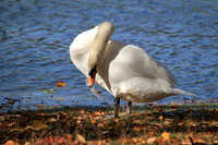 Fall Foliage/Prospect Park, Brooklyn