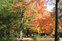 Fall Foliage/Prospect Park, Brooklyn