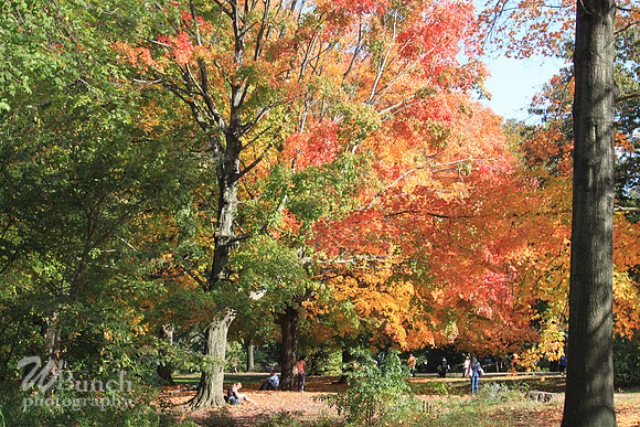 Fall Foliage/Prospect Park, Brooklyn