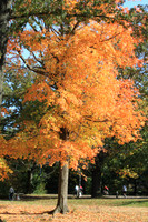Fall Foliage/Prospect Park, Brooklyn