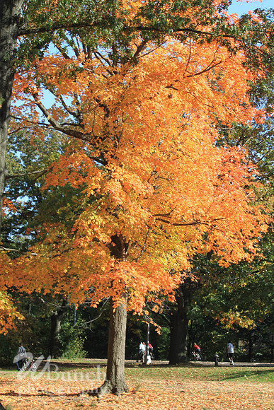 Fall Foliage/Prospect Park, Brooklyn