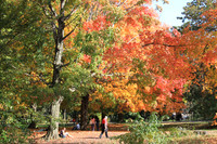 Fall Foliage/Prospect Park, Brooklyn