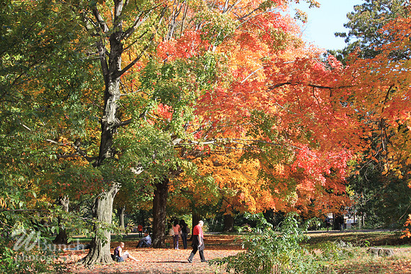 Fall Foliage/Prospect Park, Brooklyn