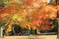 Fall Foliage/Prospect Park, Brooklyn