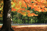 Fall Foliage/Prospect Park, Brooklyn