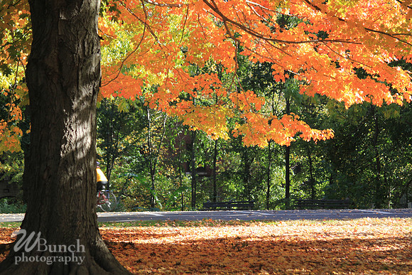 Fall Foliage/Prospect Park, Brooklyn