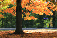 Fall Foliage/Prospect Park, Brooklyn