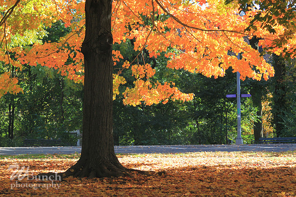 Fall Foliage/Prospect Park, Brooklyn