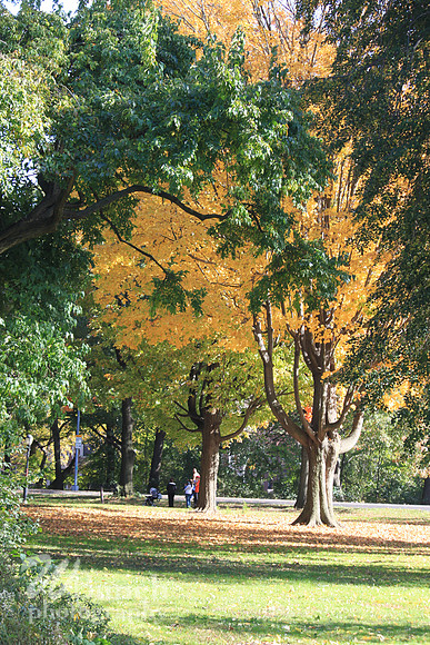 Fall Foliage/Prospect Park, Brooklyn