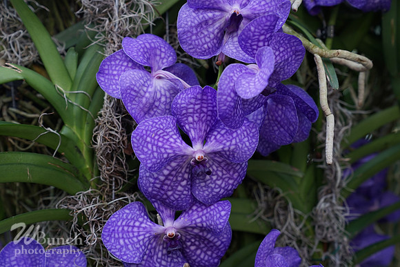 NYBG Orchid Show 02-17-20, By WBunchphotography (34)