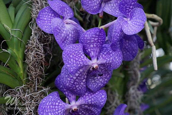 NYBG Orchid Show 02-17-20, By WBunchphotography (35)