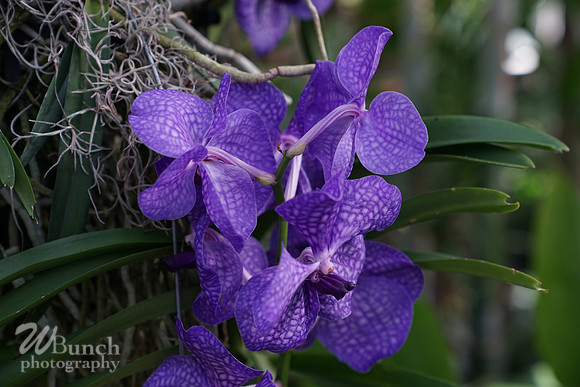NYBG Orchid Show 02-17-20, By WBunchphotography (41)