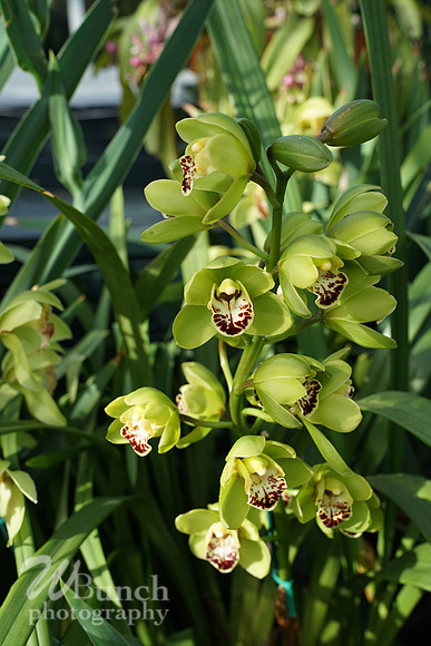 NYBG Orchid Show 02-17-20, By WBunchphotography (52)