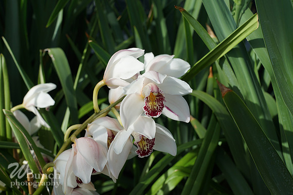 NYBG Orchid Show 02-17-20, By WBunchphotography (53)