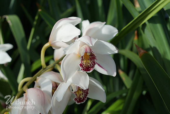 NYBG Orchid Show 02-17-20, By WBunchphotography (54)