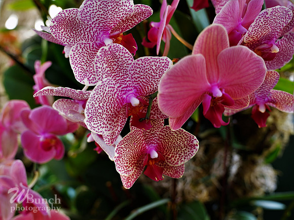 NYBG Orchid Show 02-17-20, By WBunchphotography (350)