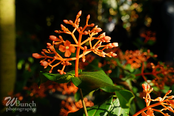 NYBG Orchid Show 02-17-20, By WBunchphotography (378)