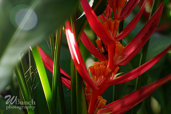 NYBG Orchid Show 02-17-20, By WBunchphotography (473)