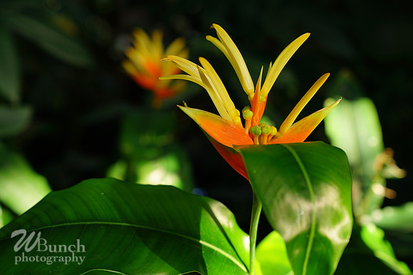 NYBG Orchid Show 02-17-20, By WBunchphotography (486)