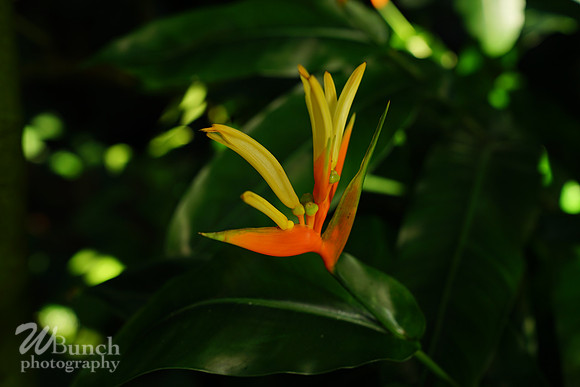 NYBG Orchid Show 02-17-20, By WBunchphotography (487)