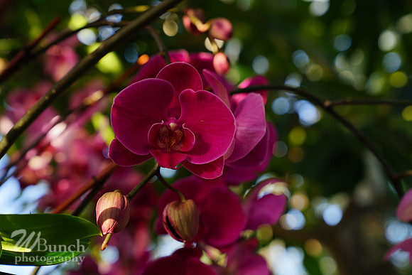 NYBG Orchid Show 02-17-20, By WBunchphotography (620)