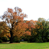 Prospect Park, Bklyn. N.Y.