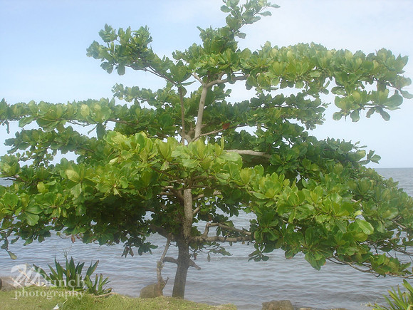 Punto Gordo, Belize