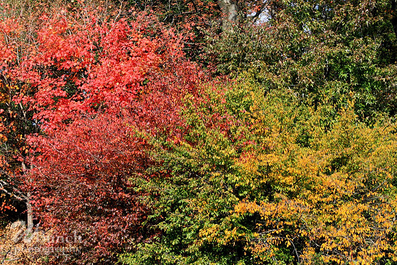 Prospect Park, Bklyn. N.Y.