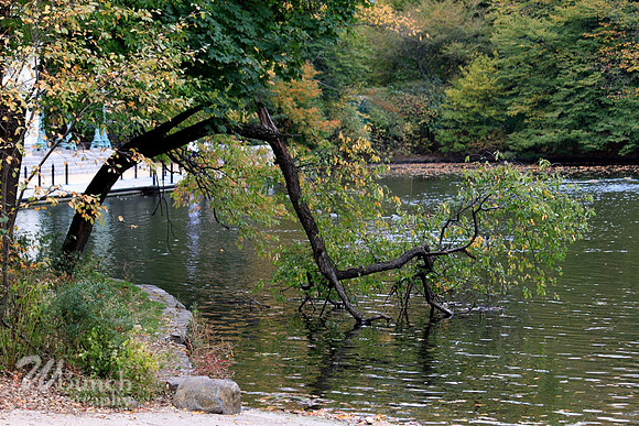 Prospect Park, Bklyn. N.Y.