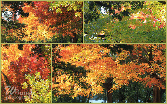 Fall Foliage/Prospect Park, Brooklyn