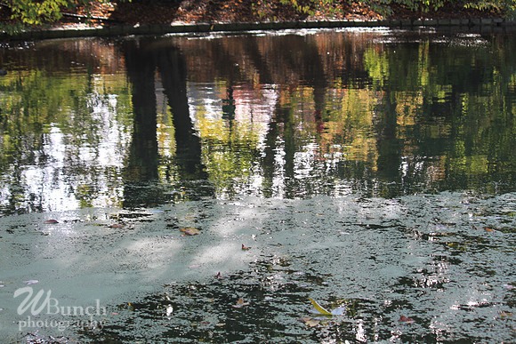Fall Foliage/Prospect Park, Brooklyn