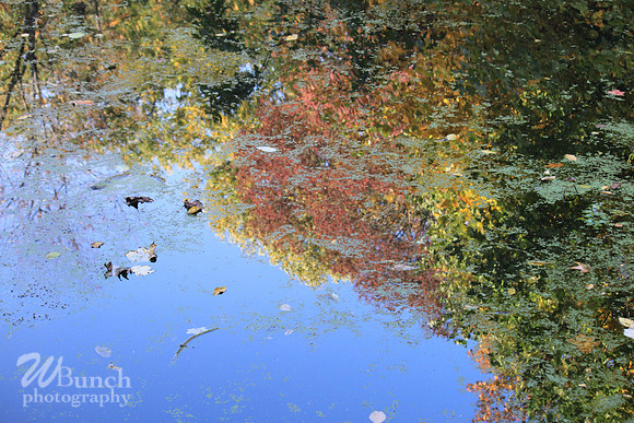 Fall Foliage/Prospect Park, Brooklyn