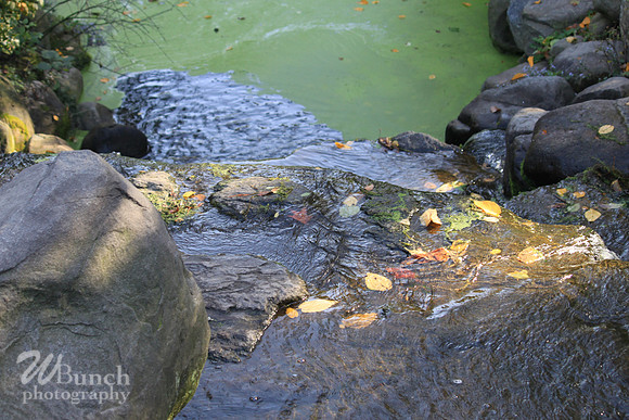 Fall Foliage/Prospect Park, Brooklyn