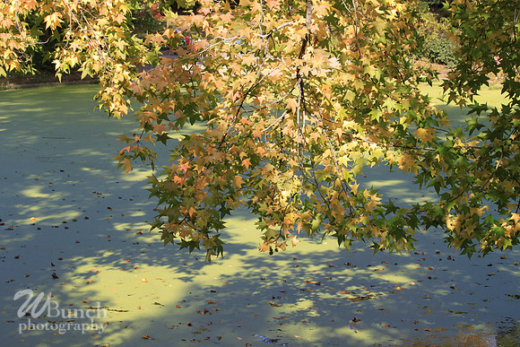 Fall Foliage/Prospect Park, Brooklyn