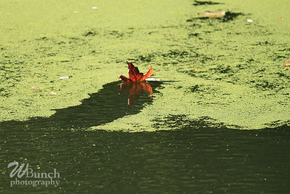 Fall Foliage/Prospect Park, Brooklyn