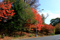 Prospect Park, Bklyn. N.Y.
