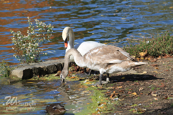 Fall Foliage/Prospect Park, Brooklyn